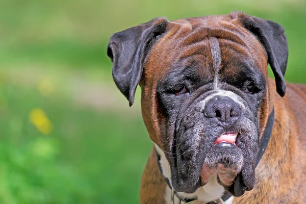 Perro enojado — Foto de Stock