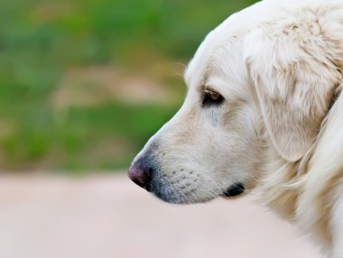 Üzgün Köpek