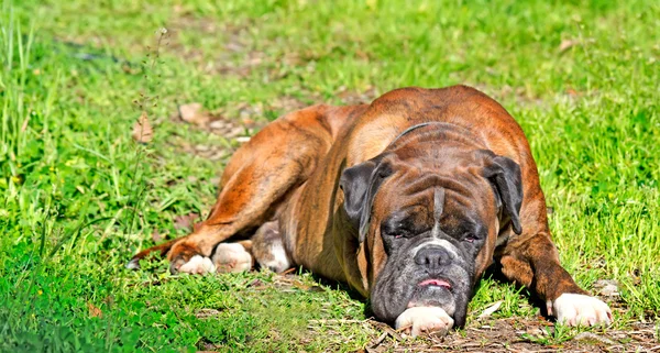 Hund auf dem Gras — Stockfoto