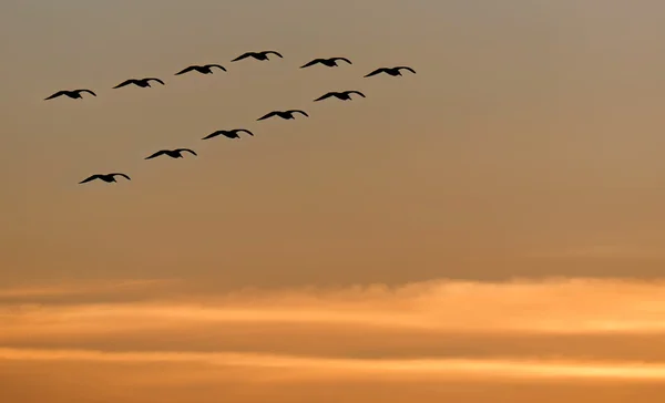 Volando al atardecer — Foto de Stock