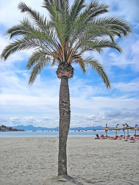 Palm by the sea — Stock Photo, Image