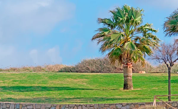 Palm tree — Stock Photo, Image