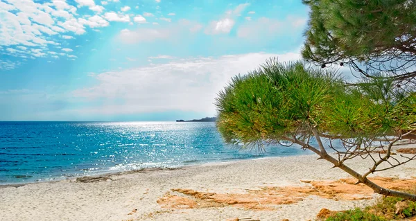 Pine trees at the beach — Stock Photo, Image