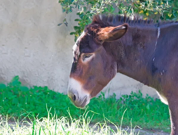 Sad donkey — Stock Photo, Image