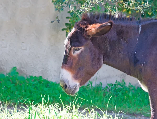 Burro triste — Foto de Stock