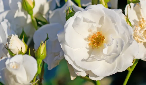 攀爬的白玫瑰 — 图库照片