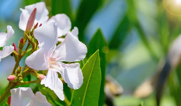 Oleander — Zdjęcie stockowe