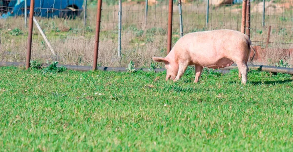 Pink pig — Stock Photo, Image