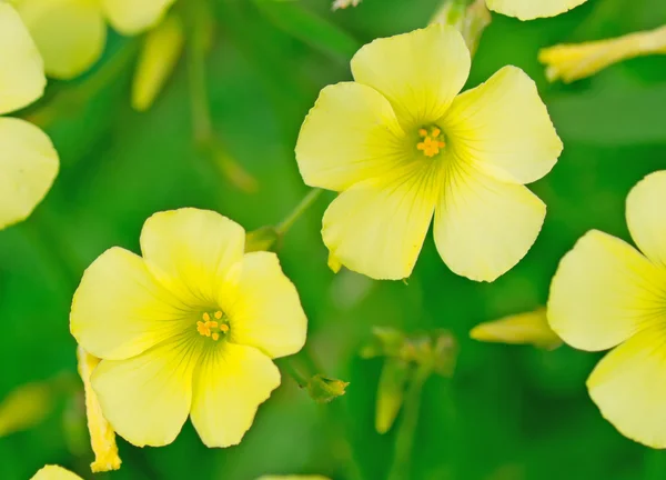 Flores amarillas — Foto de Stock