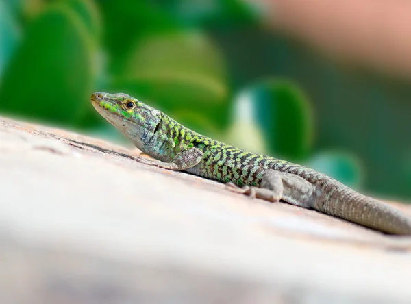 Lagarto na parede — Fotografia de Stock