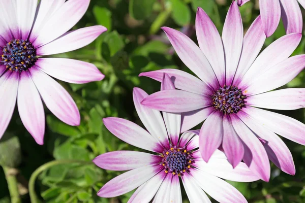 Daisies on a sunny dady — Stock Photo, Image