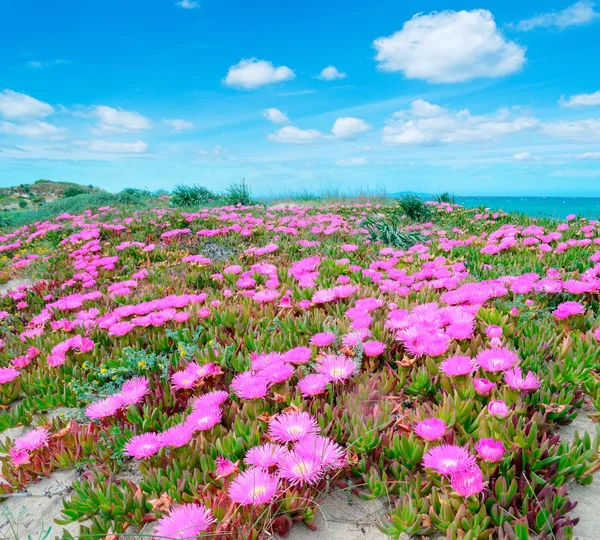 Sand in spring — Stock Photo, Image