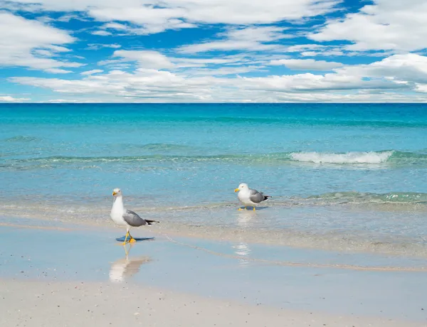 Dos gaviotas — Foto de Stock