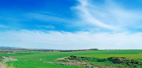 Sardinya yeşil çimen — Stok fotoğraf