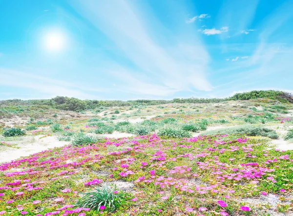 Flores y cielo —  Fotos de Stock