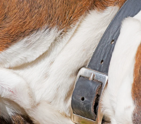 Collar buckle, — Stock Photo, Image