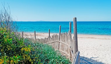 Deniz kenarındaki sazlıklar