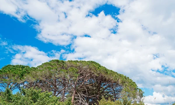 Träd och moln — Stockfoto