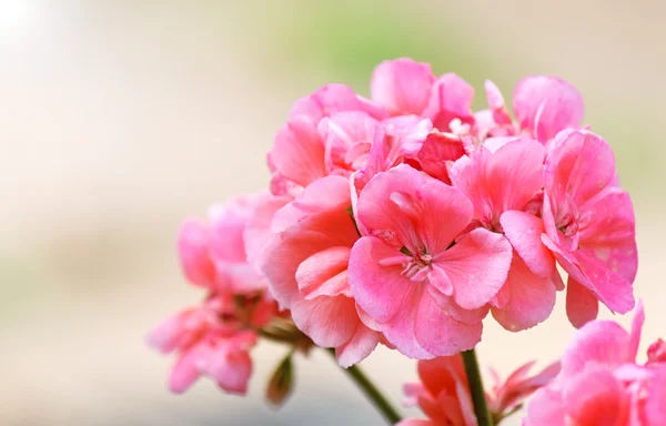 Rosa Geranien — Stockfoto