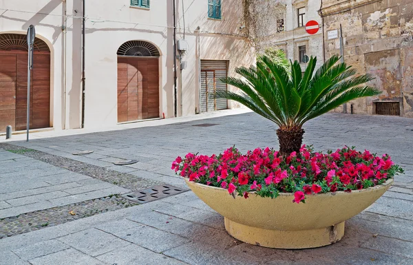 Caja de flores en la sombra — Foto de Stock