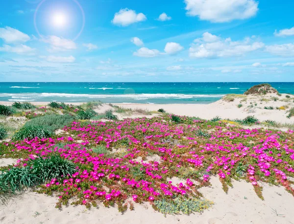 Flores e areia na primavera — Fotografia de Stock