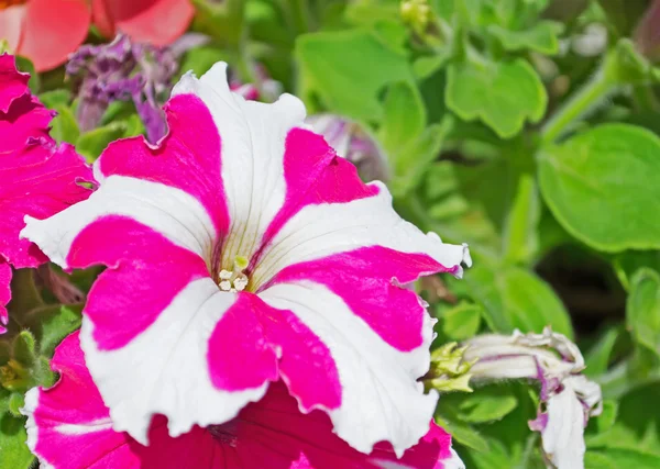 Blume auf Grün — Stockfoto