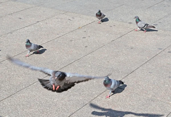 Flying pigeon — Stock Photo, Image
