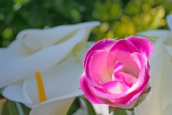 Rosa falsa — Foto de Stock