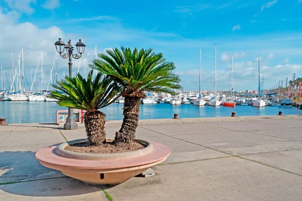 Deniz kenarında palmiye — Stok fotoğraf