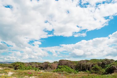 dramatik gökyüzü ve çam