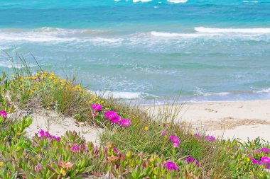 daHotantolarla incir çiçek ve dalgalar