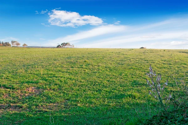 Prado y cielo azul —  Fotos de Stock