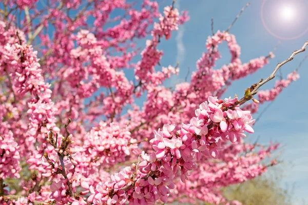 Pembe şubeleri — Stok fotoğraf