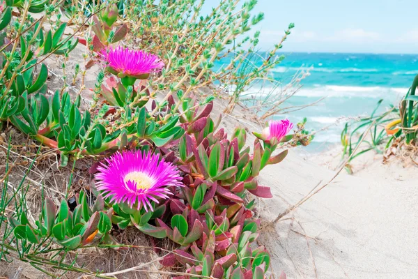 Flor rosa y mar azul —  Fotos de Stock
