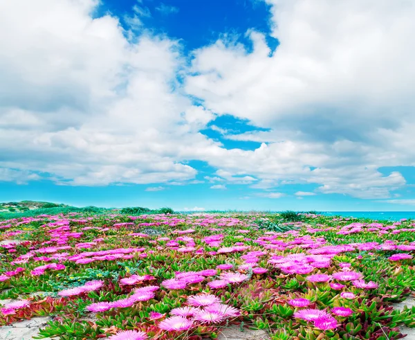 Fuchsia flowers and white clouds — Stock Photo, Image