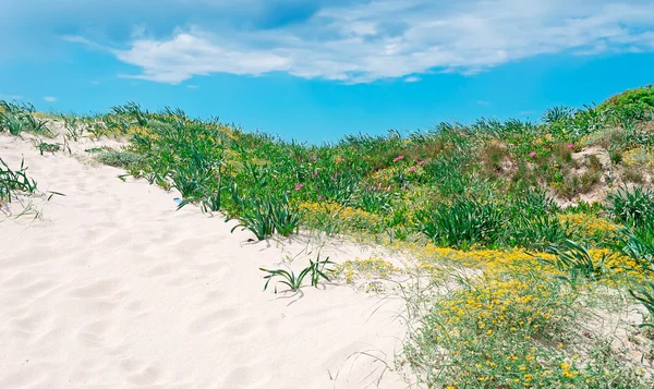 Дюнный песок и зеленые растения — стоковое фото