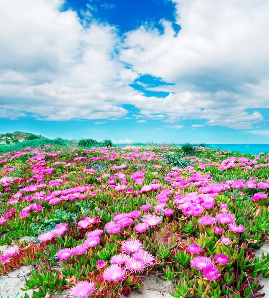 Fuchsia flowers and white clouds — Stock Photo, Image