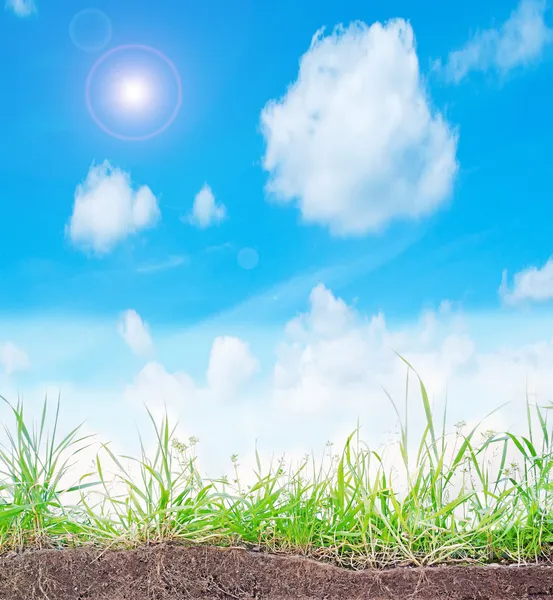 Słońce i trawy — Zdjęcie stockowe