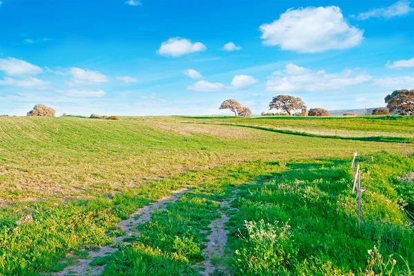 Sky and meadow — Stock Photo, Image