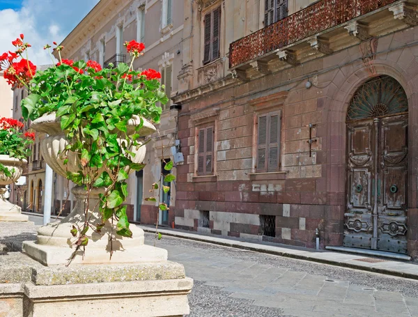 Flower pot in downtown — Stock Photo, Image