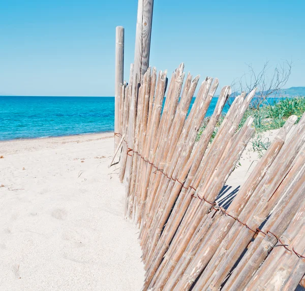 Reeds and sand — Stock Photo, Image