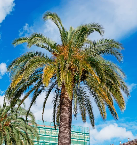 Palmera en la ciudad — Foto de Stock