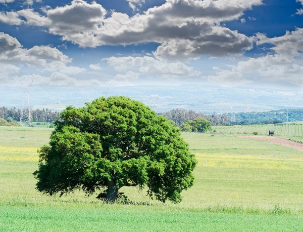 Cielo dramático y árbol — Foto de Stock