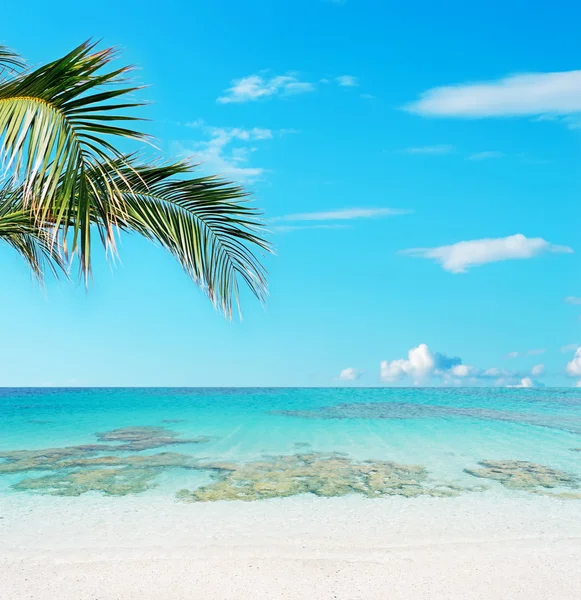 Tropisch strand en kristalhelder water — Stockfoto