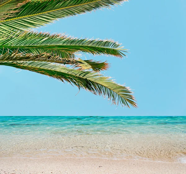 Palmiye ve mavi su — Stok fotoğraf