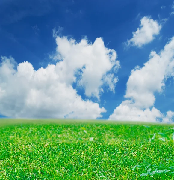 Зеленое поле и облака — стоковое фото