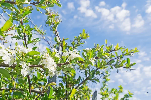 Piments de l'Ouest canadien — Photo