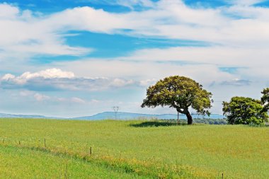 meşe ve yeşil çimen