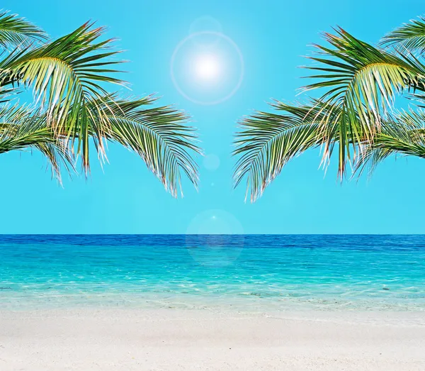 Palms and blue water — Stock Photo, Image