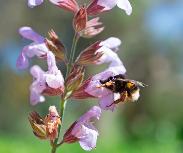 sage and bee